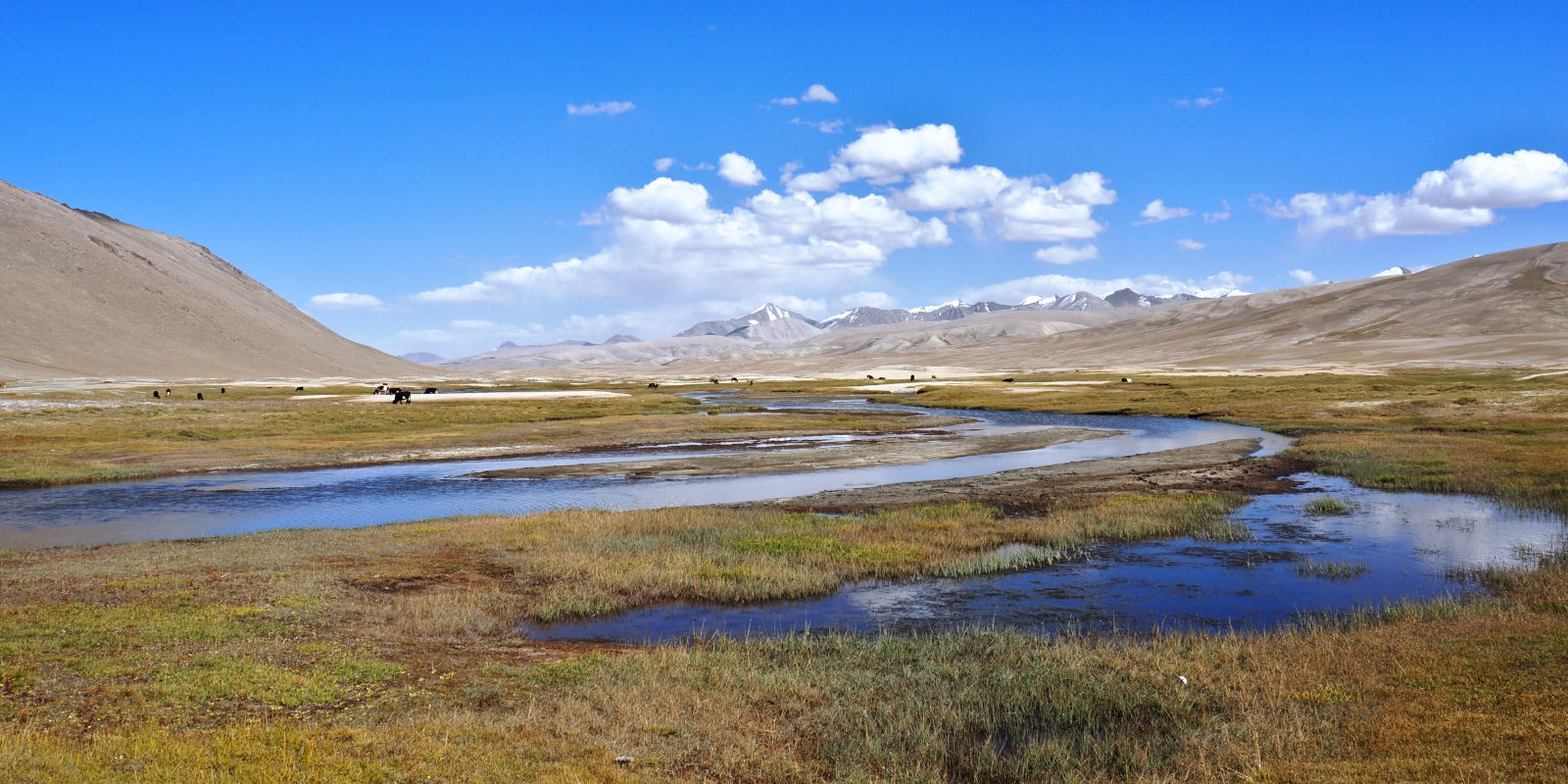 Cows grazing a vast grassy plain with braiding rivers in the Pamir Mountains