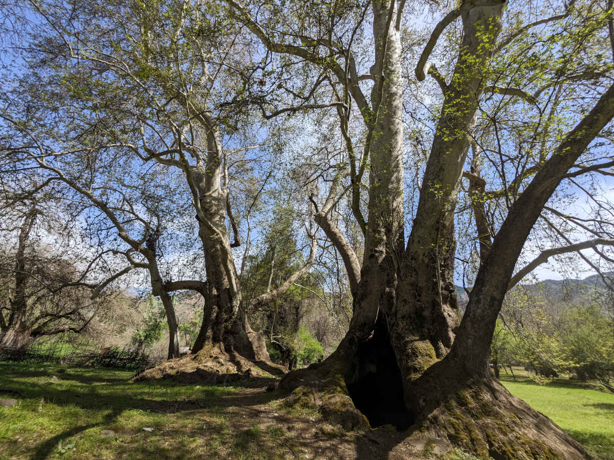 Two hollow chinar trees (Platanus orientalis, Oriental plane) in the village of Dashtoro in Sari Khosor Valley