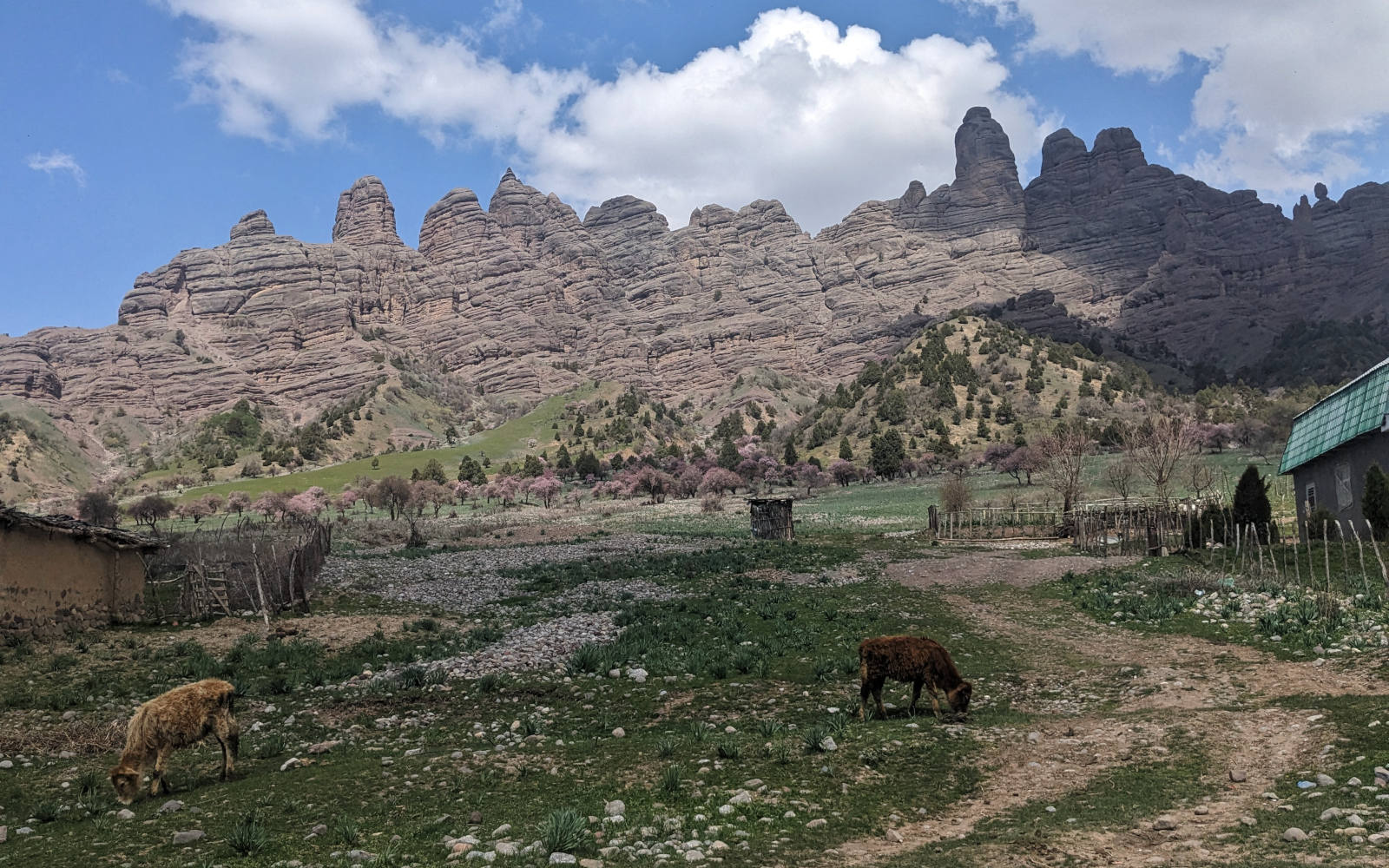 Childukhtaron rock formation with Afghan redbud trees at its foot and two calfs and some houses in the foreground