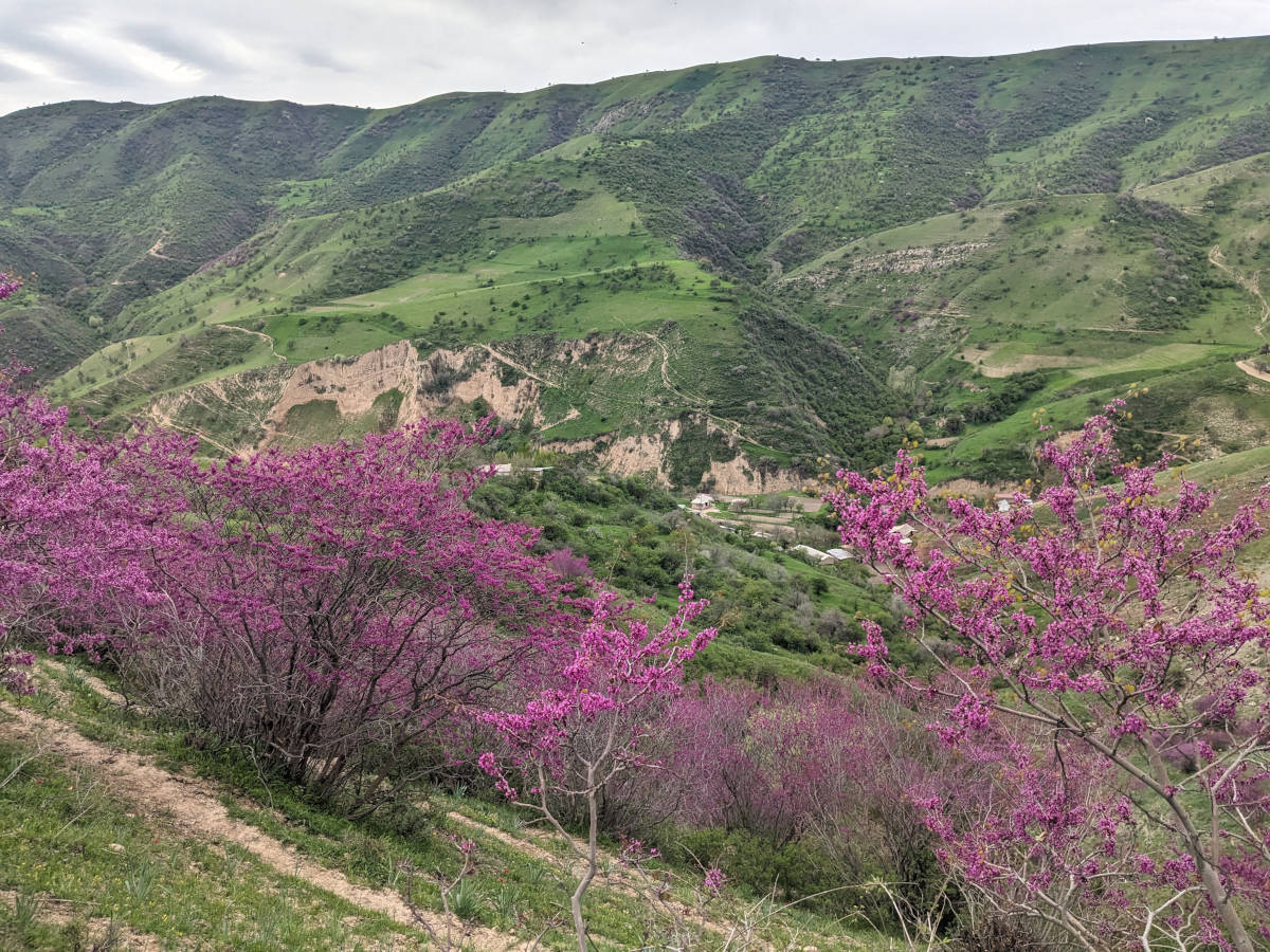 Bright purple Afghan redbud plants in a green valley near the Norak Reservoir