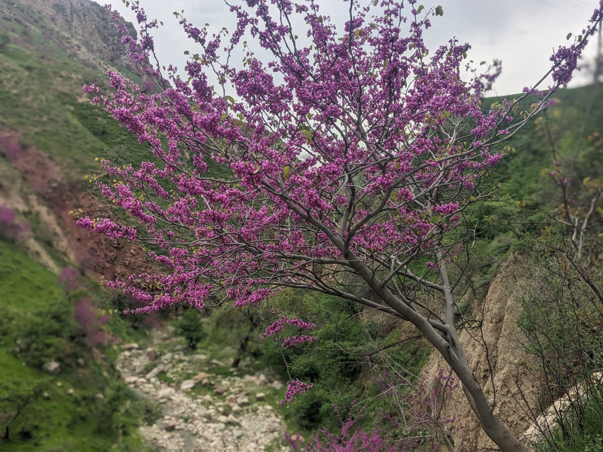 Close-up of an Afghan redbud tree in a green valley in Tajikistan