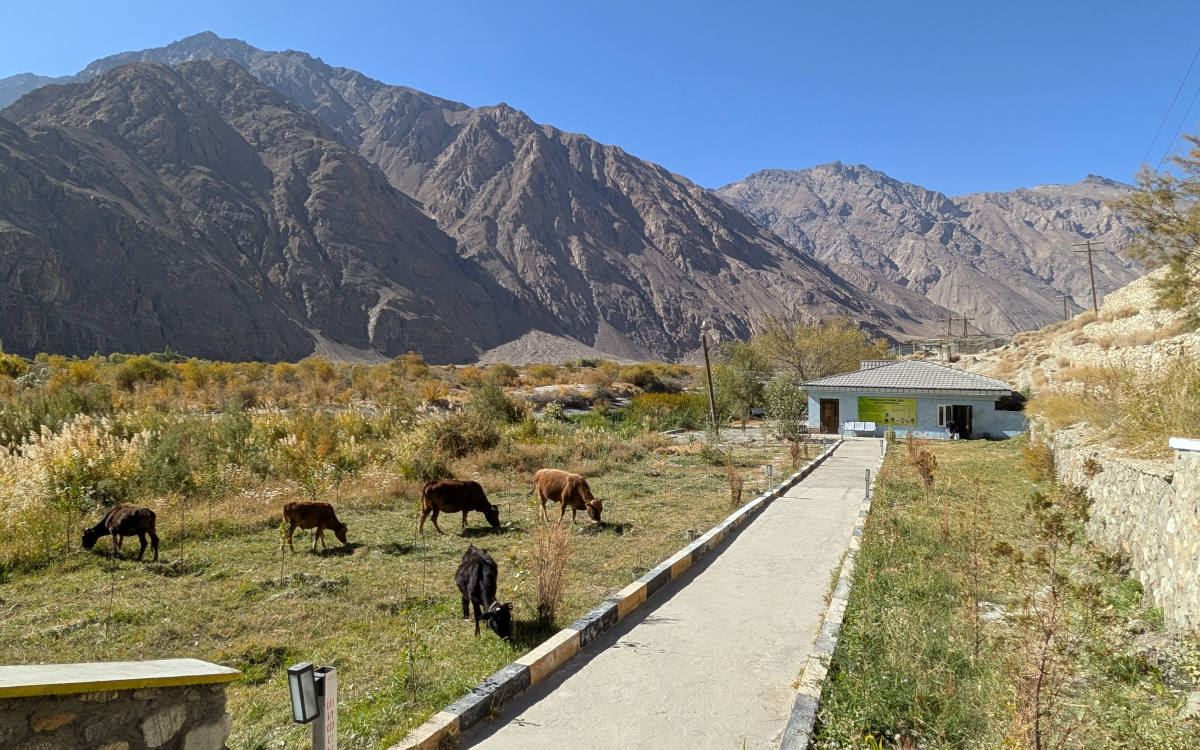 Avj mineral springs with cows grazing around it