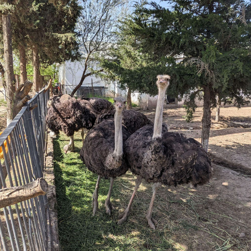 Ostriches behind a fence near the entrance to Beshai Palangon Nature Reserve