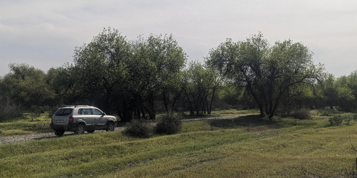 Car driving through a Tugay forest in Tigrovaya Balka nature reserve
