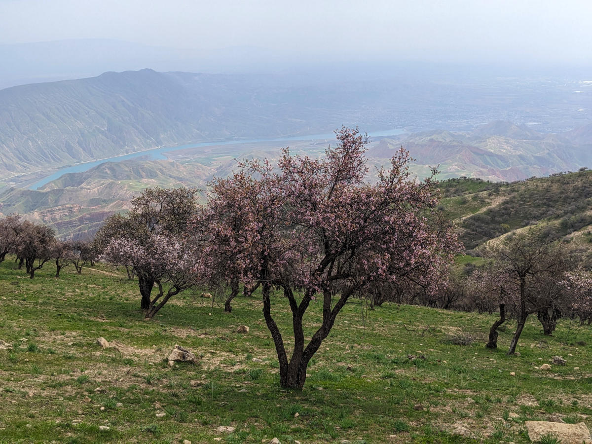 Orchards with almond trees on the slopes of the Khoja Maston peak in Khatlon