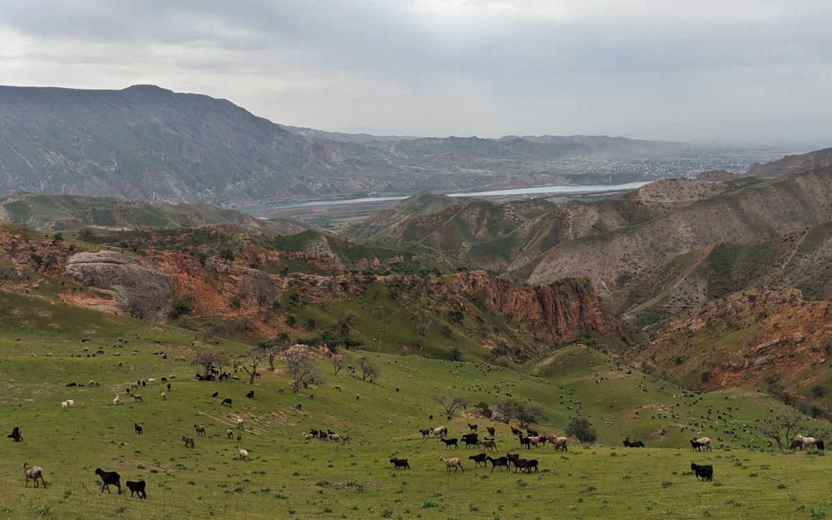 Cattle grazing on grassy slope leading up to the Khoja Maston Peak near Bokhtar in Khatlon